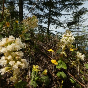 Was die Natur uns verrät: Heilpflanzen gegen Frühjahrserkältungen