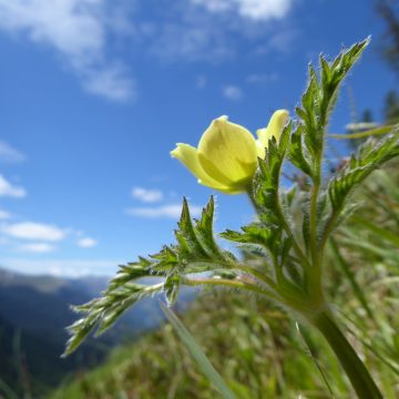 Alpenblumen und Naturglück in Südtirol.