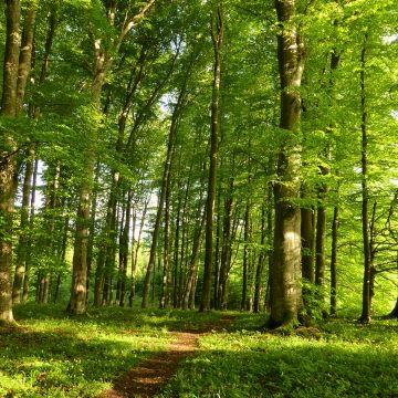 Diplom-Lehrgang: FNL Wald-Experten (Bayern, 2024) | Leider ausgebucht!