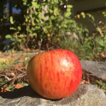 Apfelringe – fein und gesund!